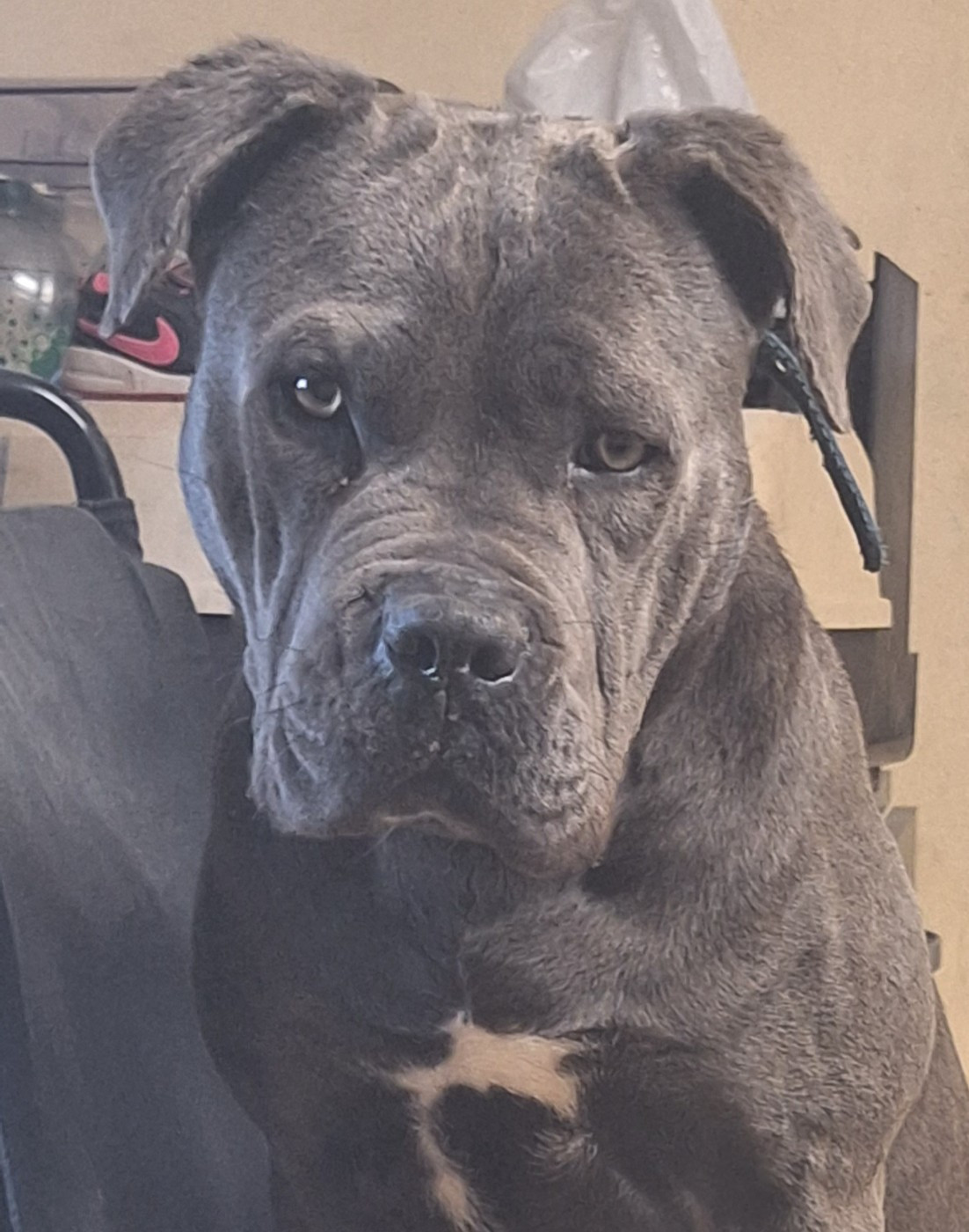 Unjoy Des Trois Chevrons D'Or