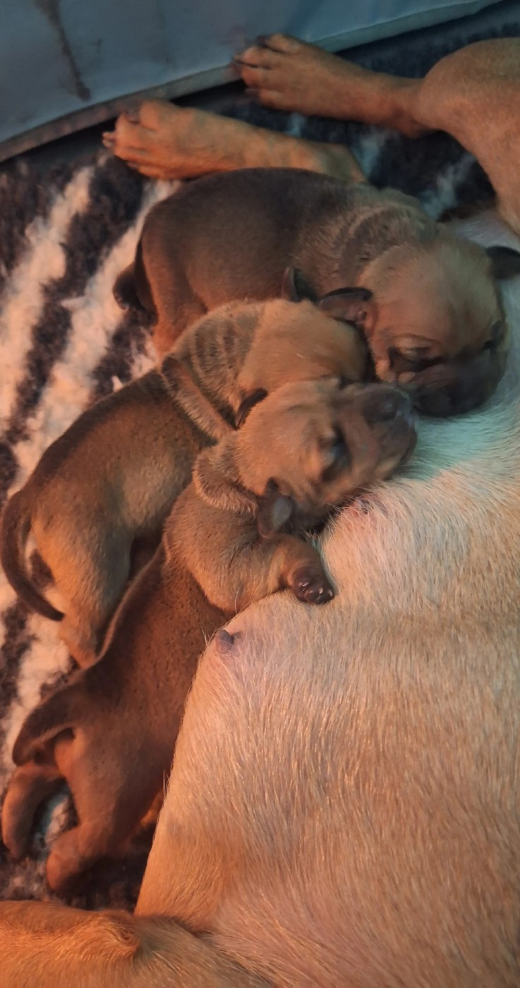 Chiot Staffordshire Bull Terrier Les Trésors De Coventina