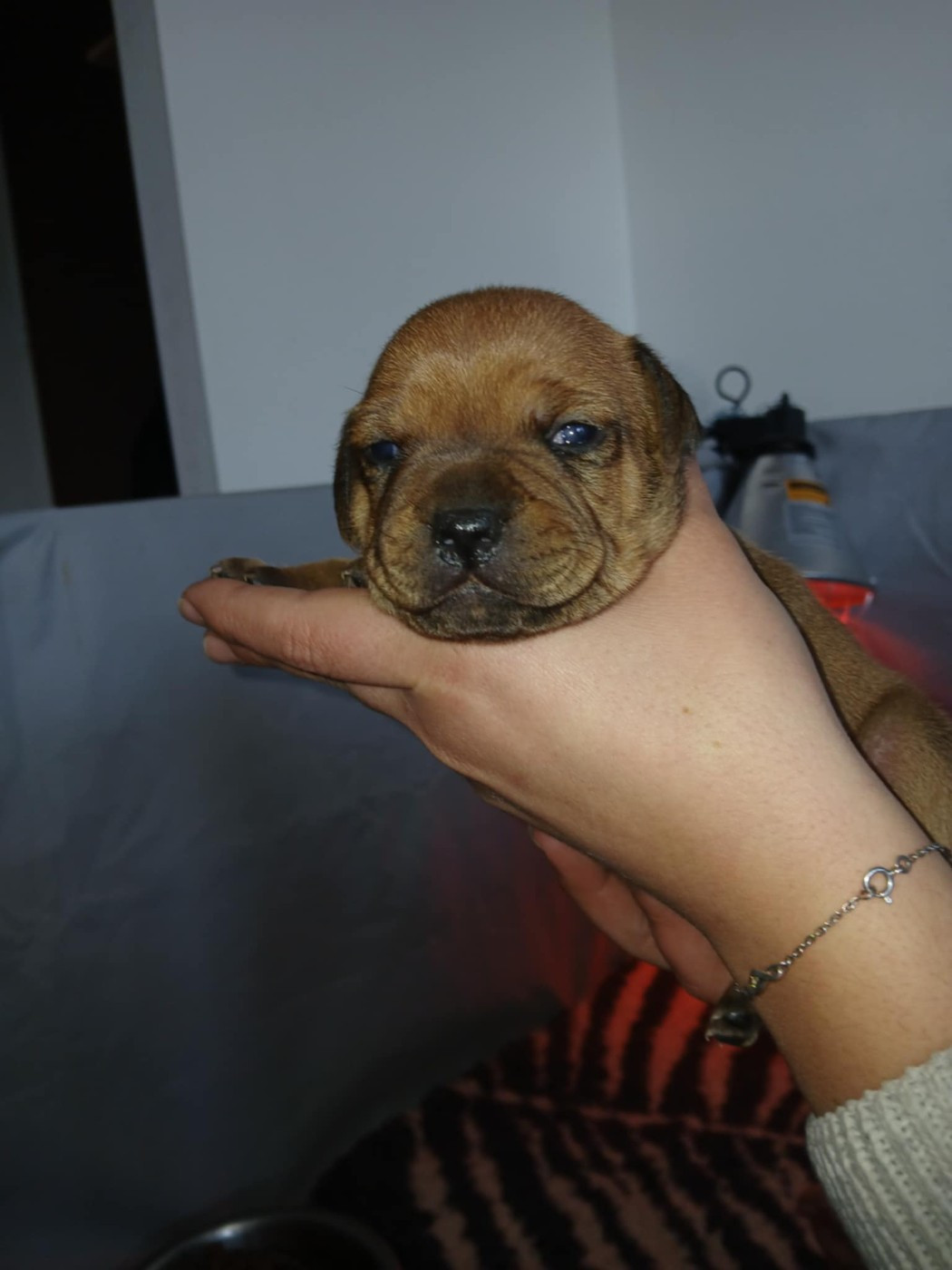 Les Trésors De Coventina - Chiots disponibles - Staffordshire Bull Terrier