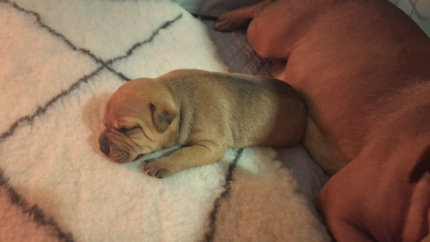 Les Trésors De Coventina - Chiots disponibles - Staffordshire Bull Terrier