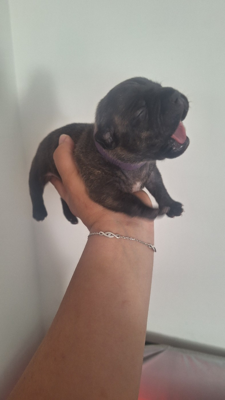 Les Trésors De Coventina - Chiots disponibles - Staffordshire Bull Terrier