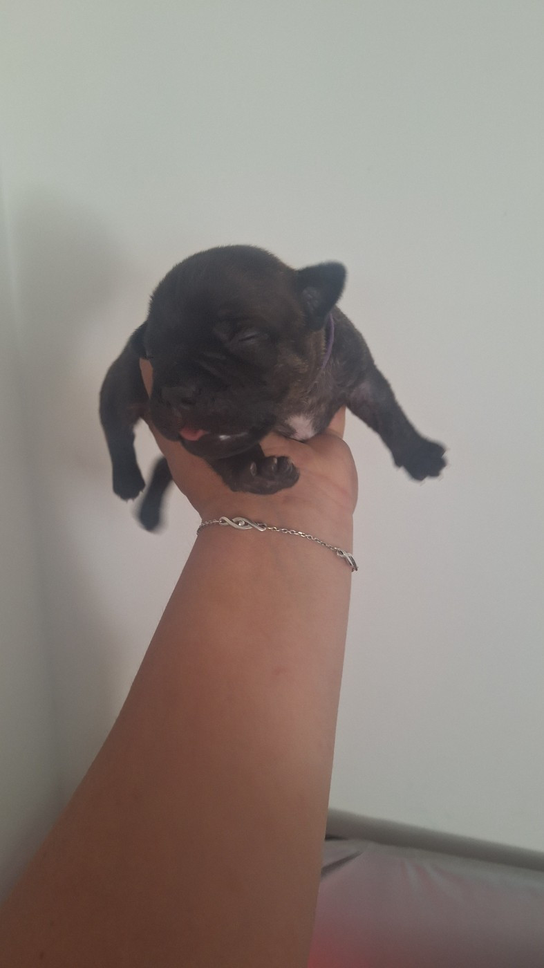 Les Trésors De Coventina - Chiots disponibles - Staffordshire Bull Terrier