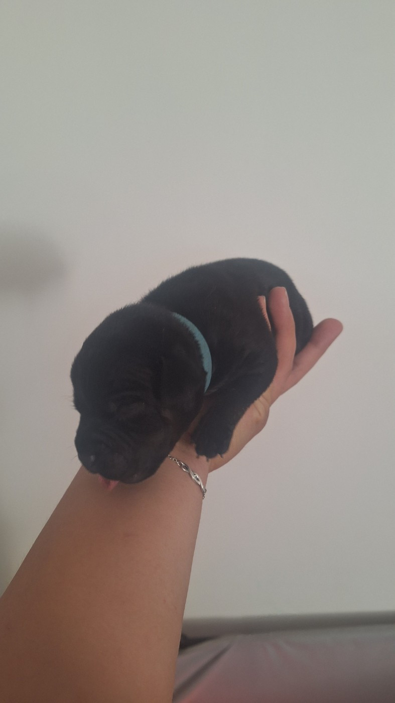 Les Trésors De Coventina - Chiots disponibles - Staffordshire Bull Terrier