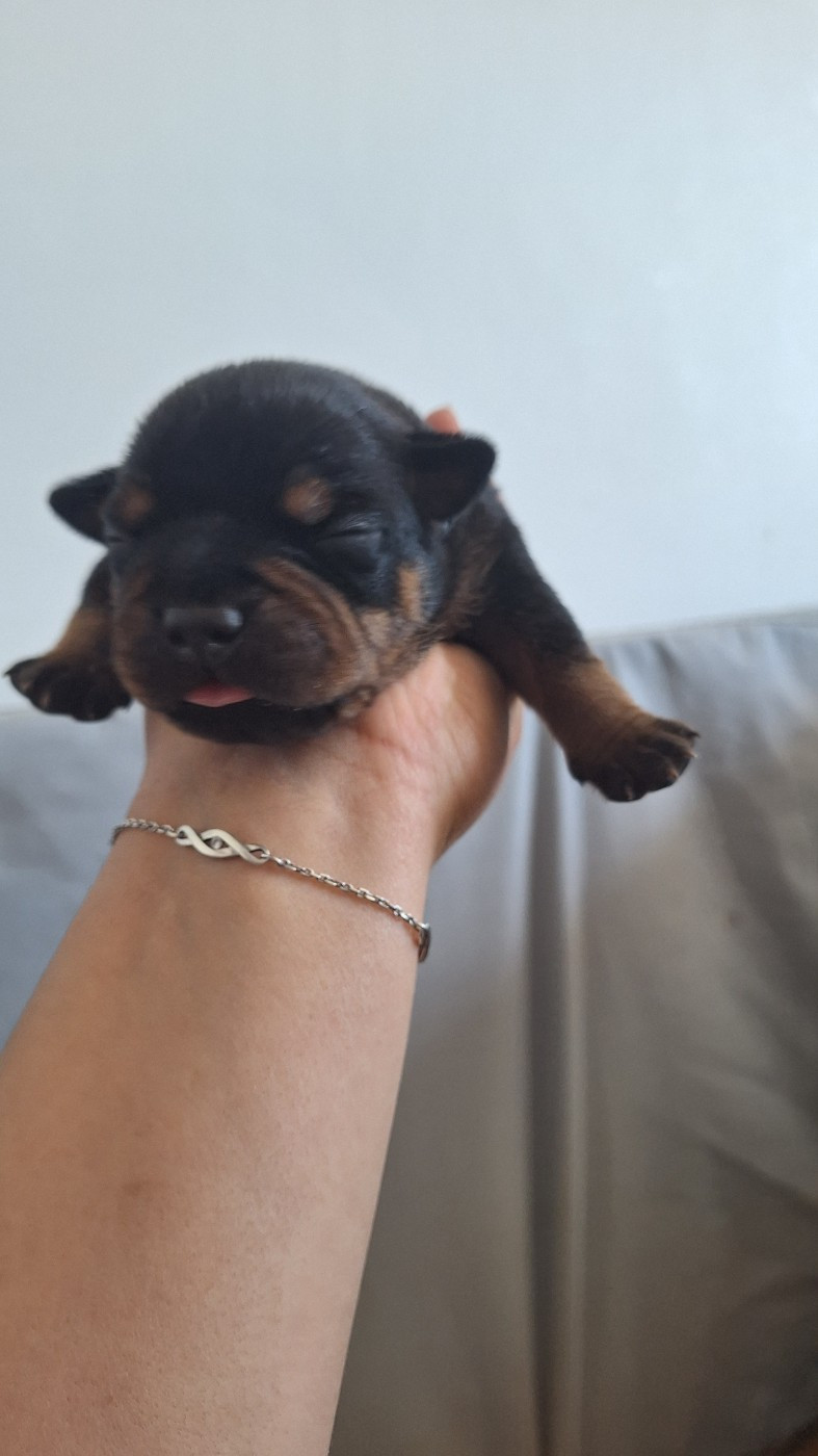 Les Trésors De Coventina - Chiots disponibles - Staffordshire Bull Terrier