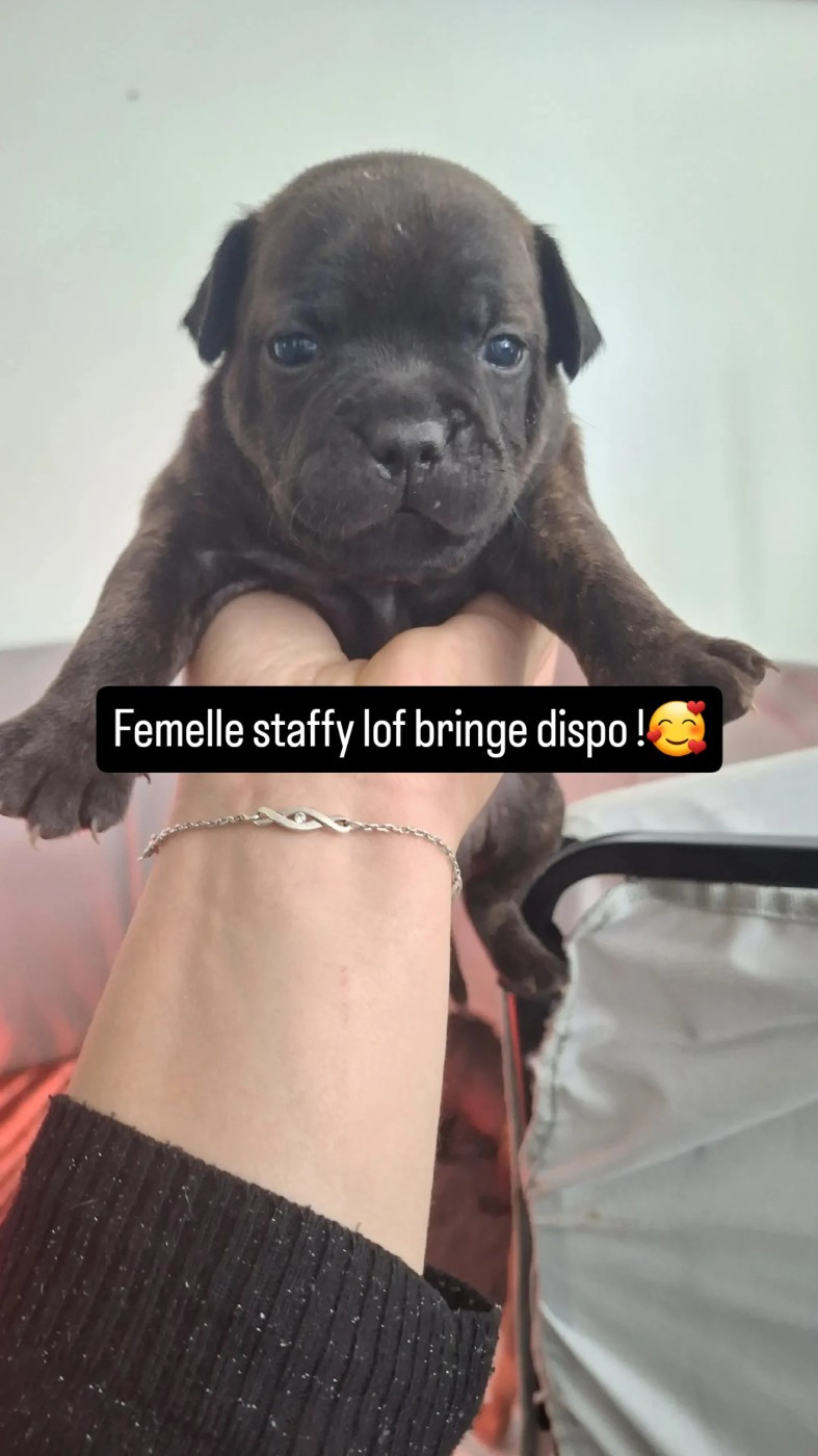 Les Trésors De Coventina - Chiots disponibles - Staffordshire Bull Terrier