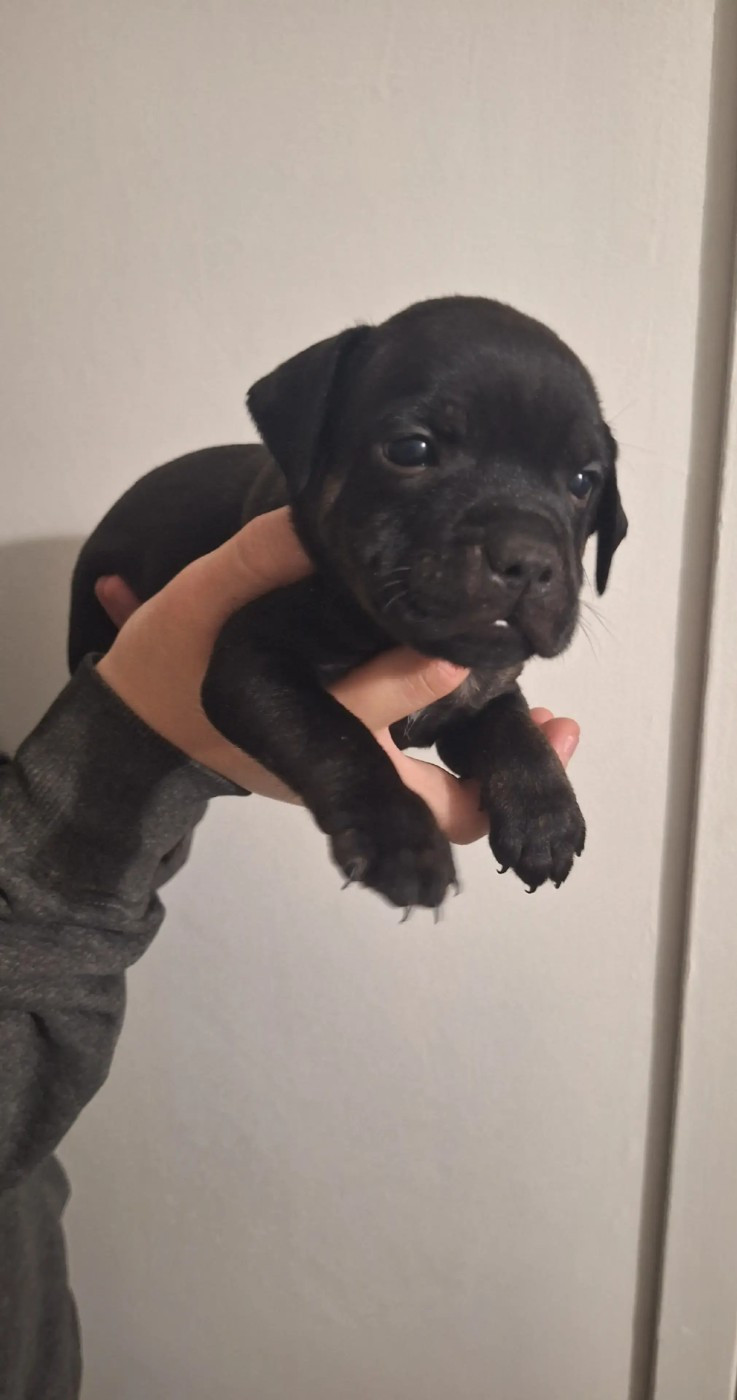 Les Trésors De Coventina - Chiots disponibles - Staffordshire Bull Terrier